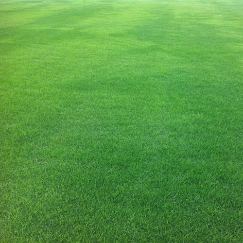 午夜福利区草坪