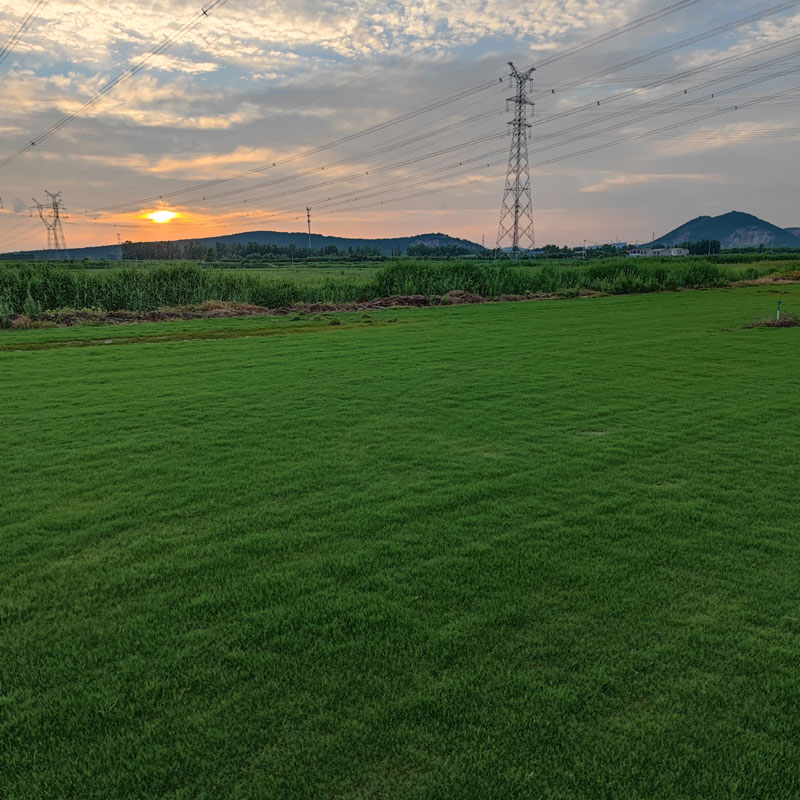 徐州草坪,午夜精品久久久草坪