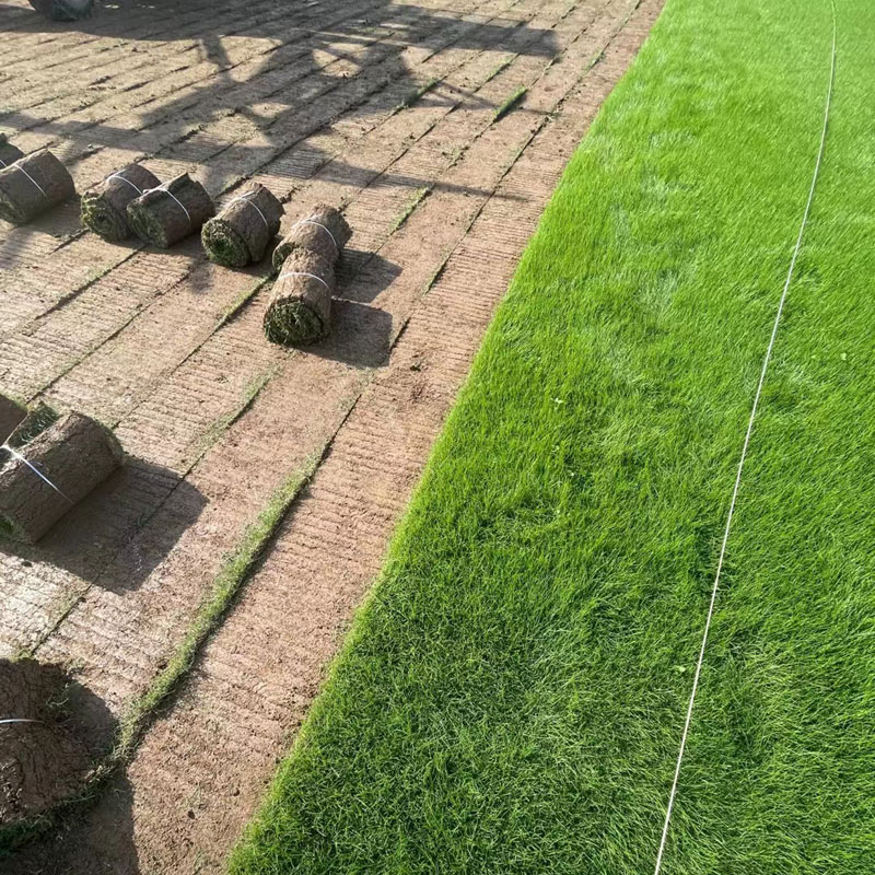 徐州草坪,午夜精品久久久草坪