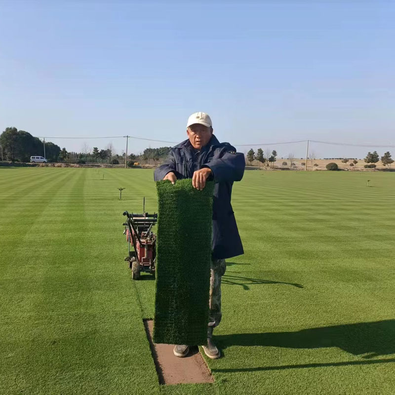 午夜福利区草坪